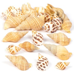 Molluskenmuscheln (pro Set) Bastelbedarf Verzierung & Dekorationen